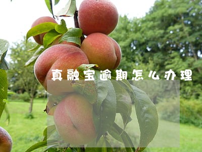 真融宝逾期怎么办理 真融宝逾期怎么办理