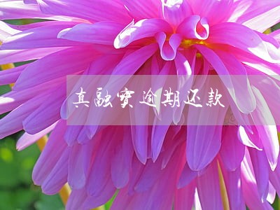 真融宝逾期还款 真融宝逾期还款