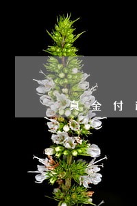 真金付逾期转出情况