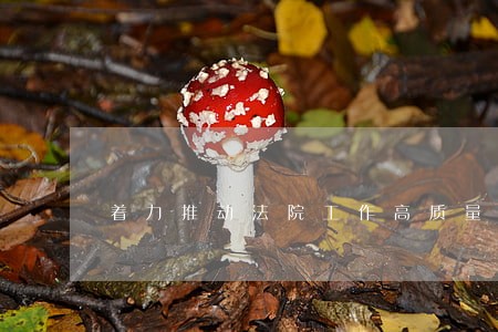着力推动法院工作高质量发展 着力推动法院工作高质量发展