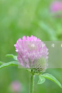睢县借款担保纠纷律师 睢县借款担保纠纷律师
