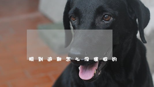 瞬到逾期怎么没催收的 瞬到逾期怎么没催收的