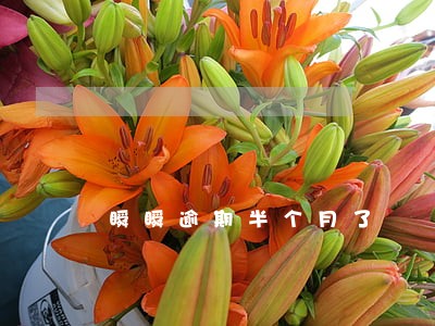 瞬瞬逾期半个月了 瞬瞬逾期半个月了