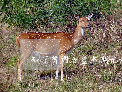 知了背调会查逾期记录么 知了背调会查逾期记录么