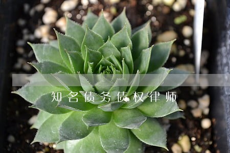 知名债务债权律师 知名债务债权律师