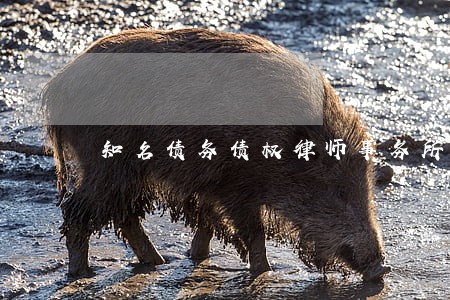 知名债务债权律师事务所 知名债务债权律师事务所