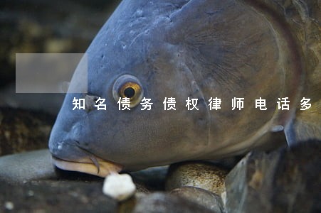 知名债务债权律师电话多少 知名债务债权律师电话多少