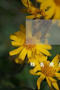 知名减刑律师咨询热线