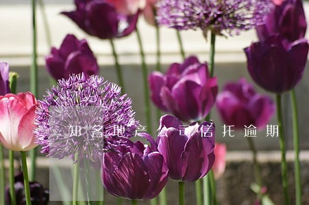 知名地产公司信托逾期