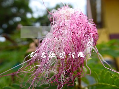 知名法律代理 知名法律代理