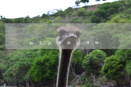 知名法律顾问律师 知名法律顾问律师