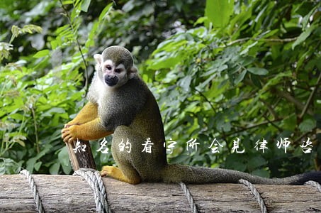 知名的看守所会见律师咨询电话 知名的看守所会见律师咨询电话