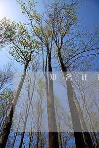 知名证券律师顾问