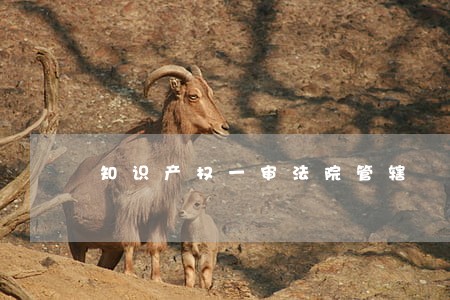 知识产权一审法院管辖