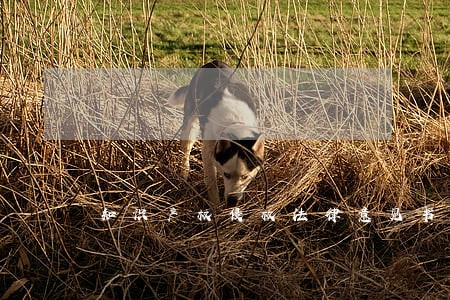 知识产权侵权法律意见书