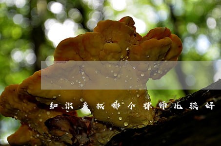 知识产权哪个律师比较好 知识产权哪个律师比较好