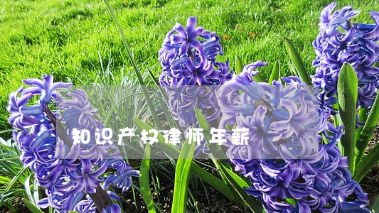 知识产权律师年薪