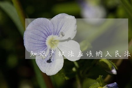 知识产权法应该纳入民法典吗