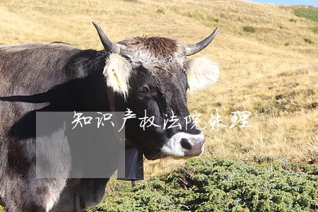 知识产权法院朱理 知识产权法院朱理