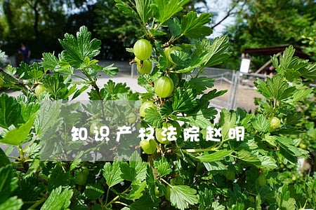 知识产权法院赵明 知识产权法院赵明