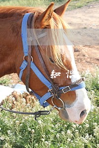 知识产权知名律师咨询 知识产权知名律师咨询