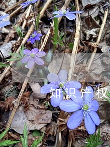知识产权编入民法典了吗 知识产权编入民法典了吗