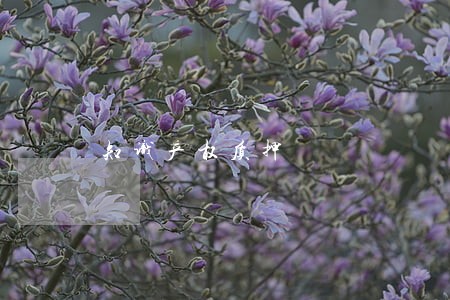知识产权质押 知识产权质押
