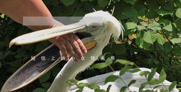 短信上的小众贷逾期