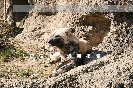 短信个人逾期报告 短信个人逾期报告