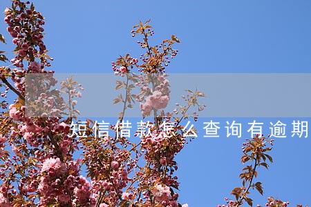 短信借款怎么查询有逾期 短信借款怎么查询有逾期