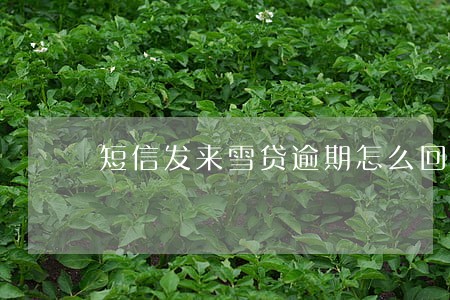 短信发来雪贷逾期怎么回事 短信发来雪贷逾期怎么回事