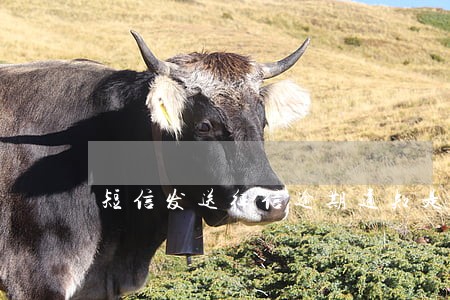 短信发送征信逾期通知是真的吗 短信发送征信逾期通知是真的吗