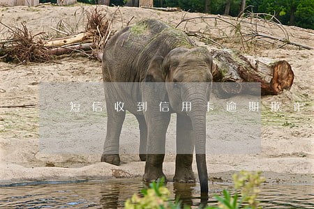 短信收到信用卡逾期欺诈案 短信收到信用卡逾期欺诈案