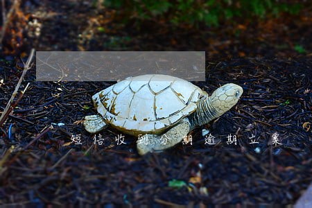 短信收到分期逾期立案 短信收到分期逾期立案