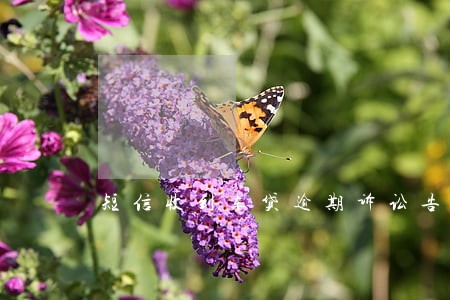 短信收到车贷逾期诉讼告知书
