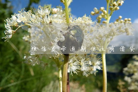 短信显示逾期但没有借贷过 短信显示逾期但没有借贷过