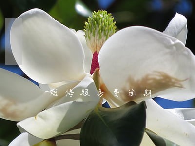 短信服务费逾期 短信服务费逾期
