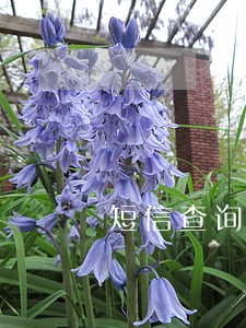 短信查询逾期 短信查询逾期