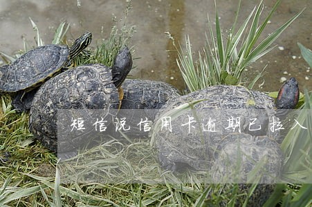 短信说信用卡逾期已拉入黑名单