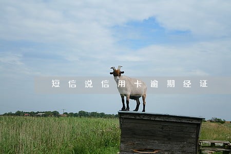 短信说信用卡逾期经证 短信说信用卡逾期经证