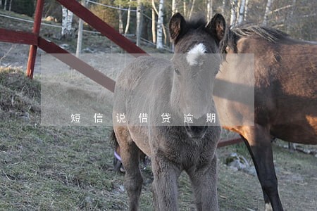 短信说借贷逾期