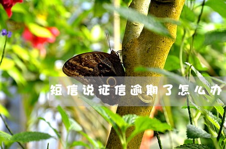 短信说征信逾期了怎么办 短信说征信逾期了怎么办