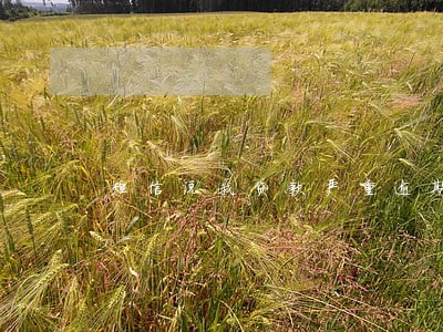 短信说我贷款严重逾期 短信说我贷款严重逾期