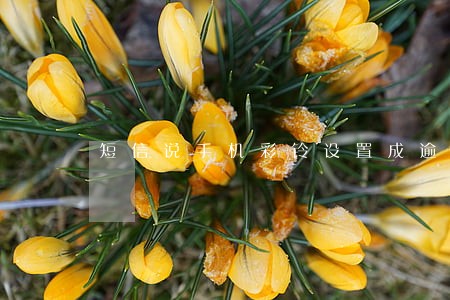 短信说手机彩铃设置成逾期语音