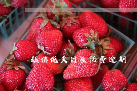 短信说美团生活费逾期