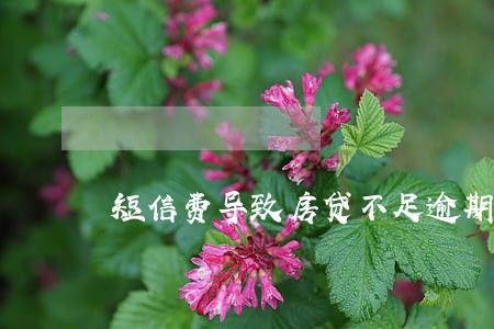 短信费导致房贷不足逾期 短信费导致房贷不足逾期
