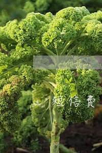 短信费用纠纷导致逾期 短信费用纠纷导致逾期