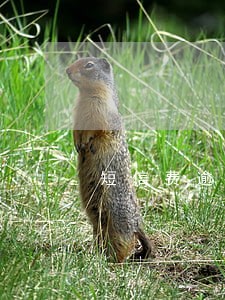 短信费逾期会影响贷款吗 短信费逾期会影响贷款吗