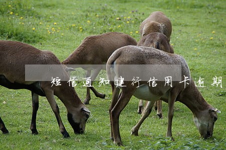 短信通知建行信用卡逾期 短信通知建行信用卡逾期