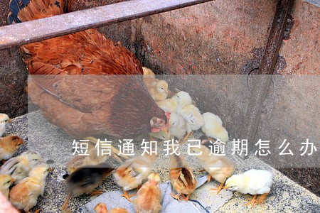 短信通知我已逾期怎么办 短信通知我已逾期怎么办